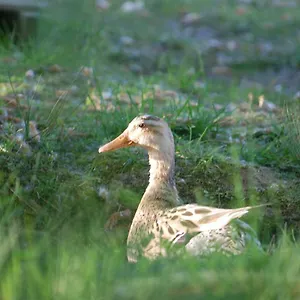 https://arie-chez-joelle-et-michel.midi-pyreneeshotels.com